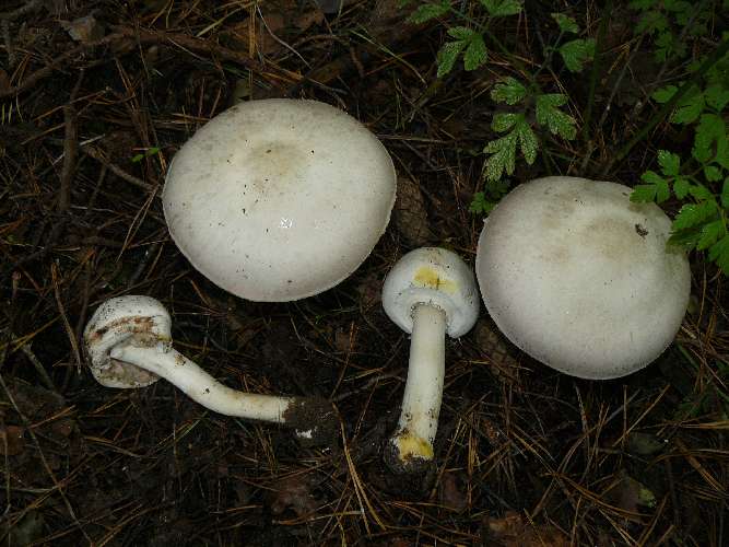 Agaricus xanthodermus