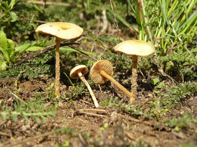 Agrocybe pediades