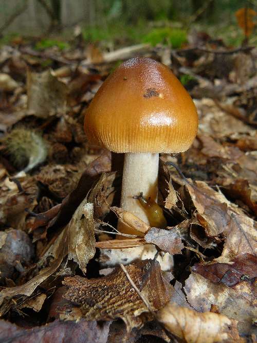 Amanita fulva