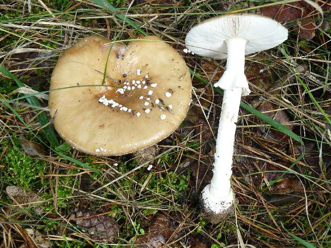 Amanita pantherina