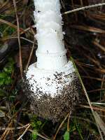 Amanita pantherina