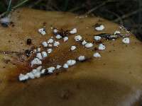 Amanita pantherina