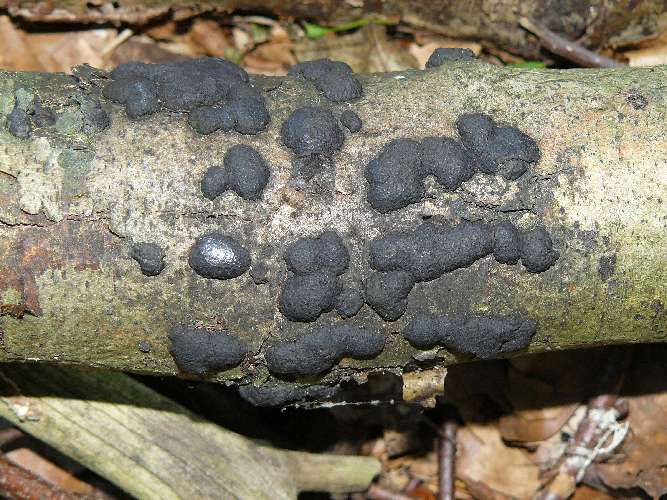 Annulohypoxylon multiforme