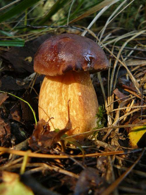 Boletus badius