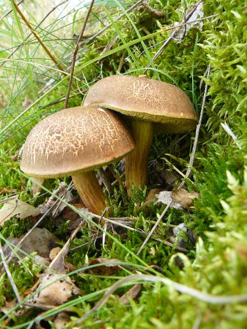 Boletus chrysenteron