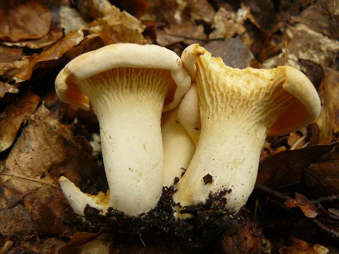 Cantharellus cibarius