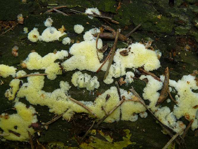 Ceratiomyxa porioides