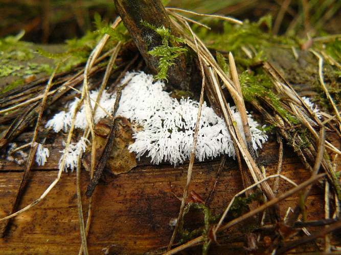 Ceratiomyxa fruticulosa