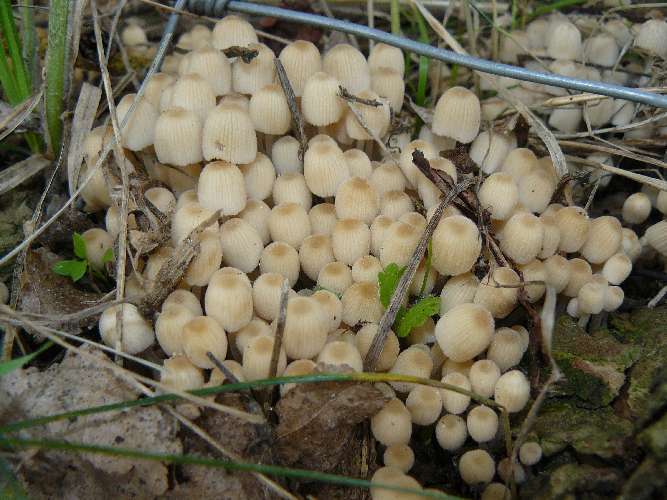 Coprinellus disseminatus