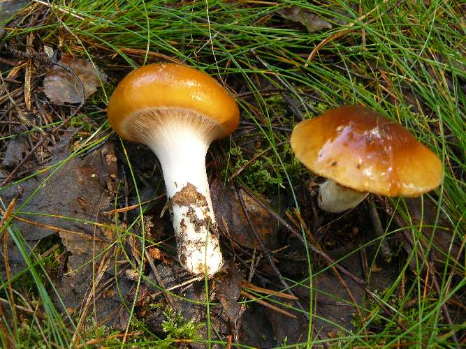 Cortinarius mucosus