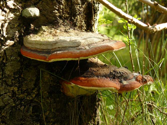 Fomitopsis pinicola