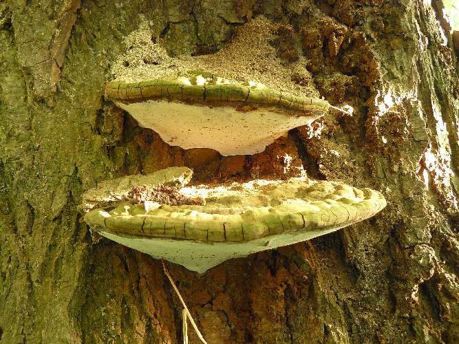 Ganoderma applanatum