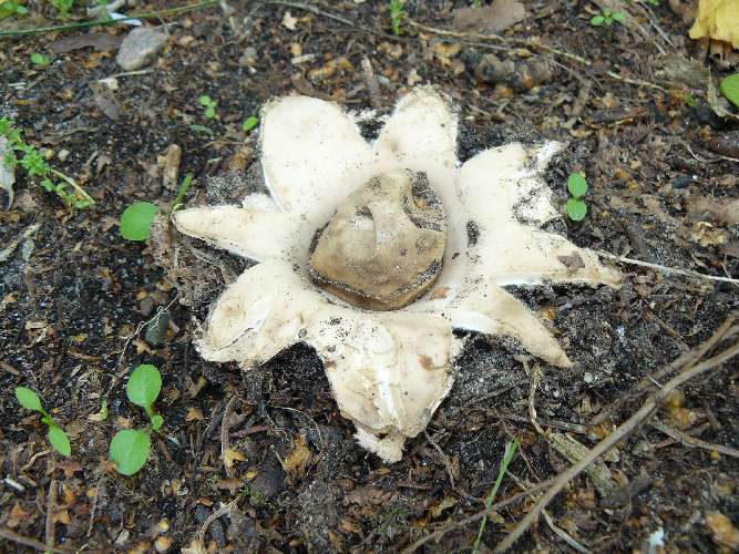 Geastrum fimbriatum