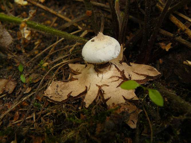 Geastrum striatum