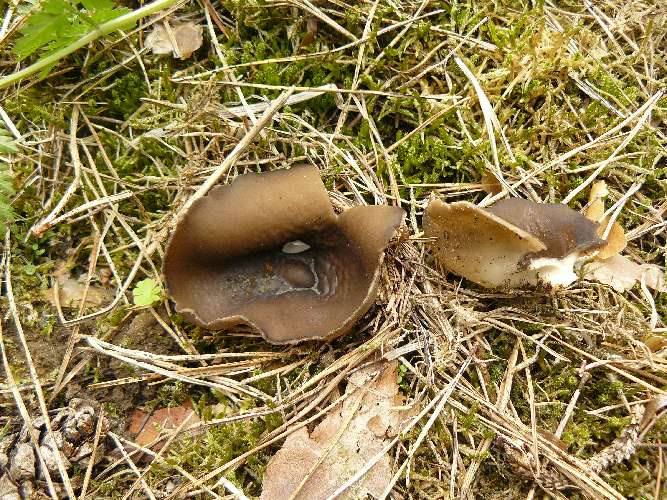 Helvella leucomelaena