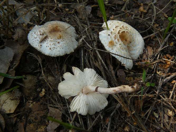 Lepiota cristata