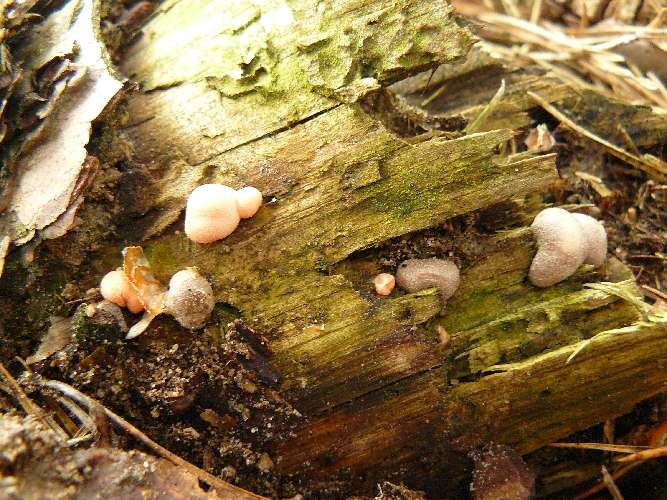 Lycogala epidendrum