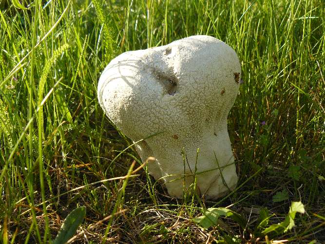 Lycoperdon utriforme