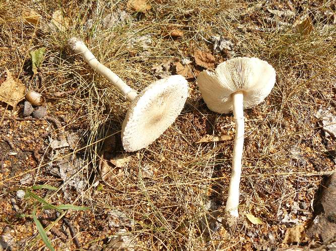 Macrolepiota excoriata