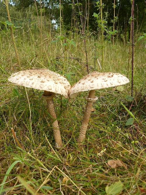 Macrolepiota procera