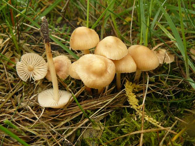 Marasmius oreades