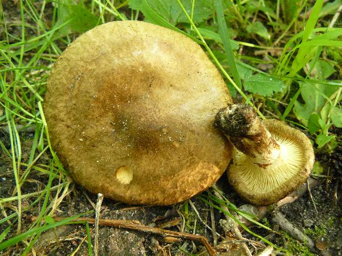 Paxillus rubicundulus