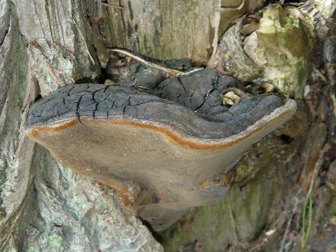 Phellinus igniarius