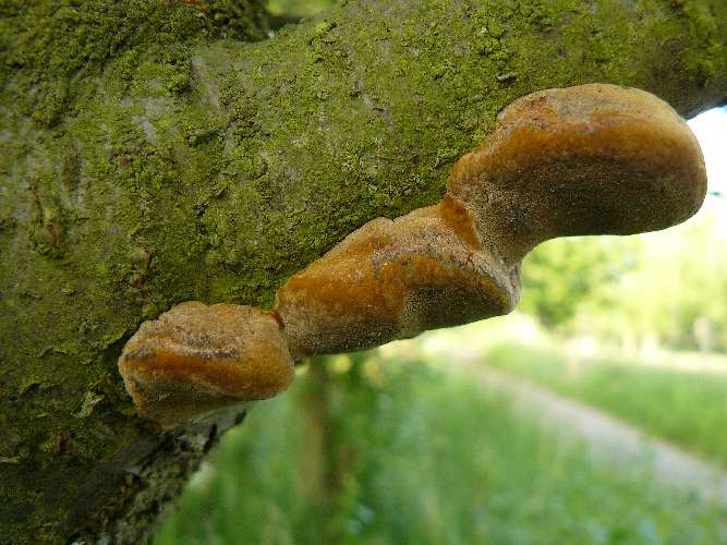 Phellinus pomaceus