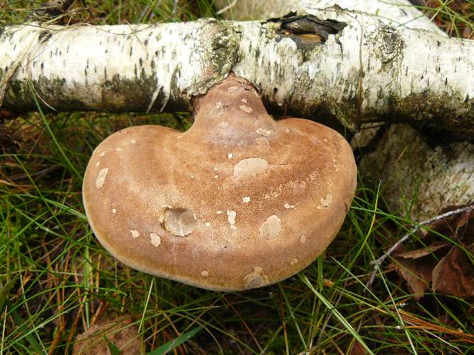 Piptoporus betulinus