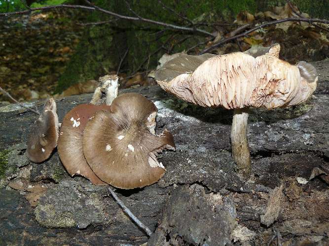 Pluteus cervinus