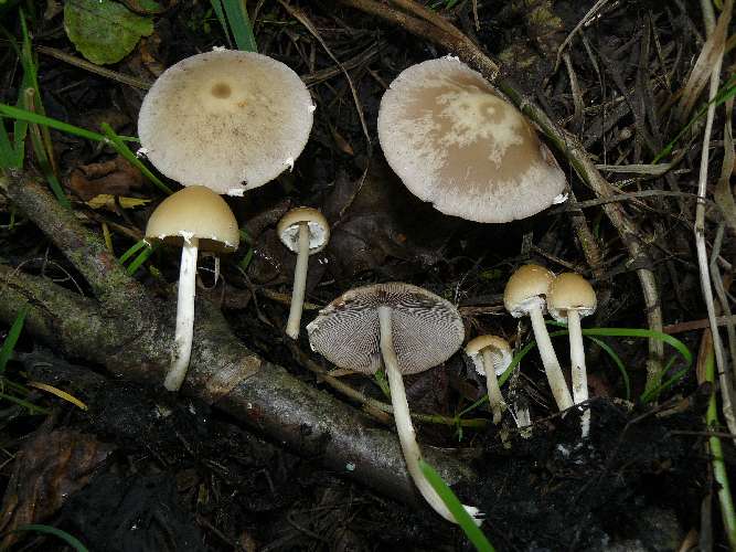 Psathyrella candolleana