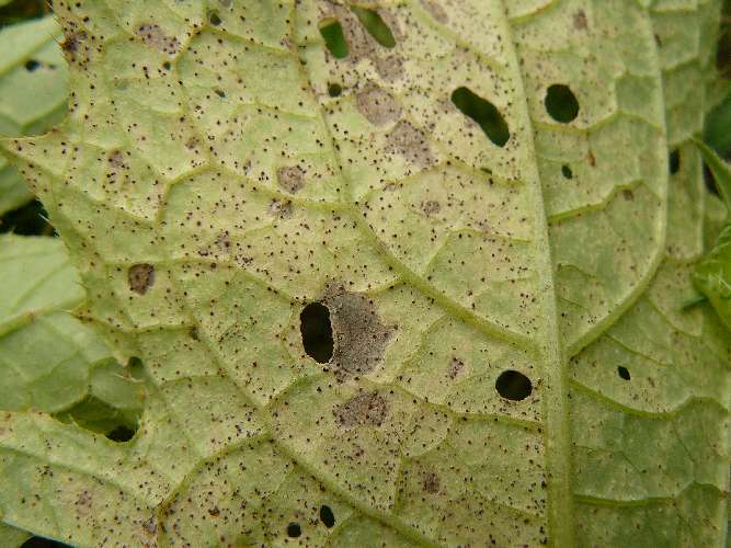 Puccinia calcitrapae