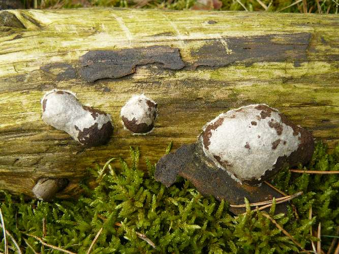 Reticularia lycoperdon