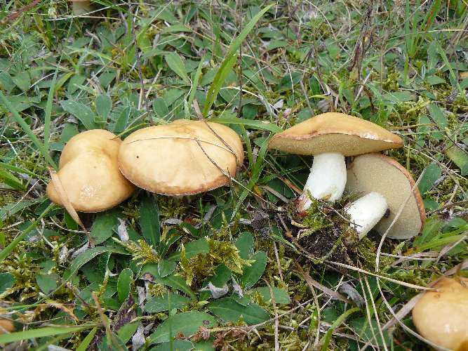 Suillus granulatus