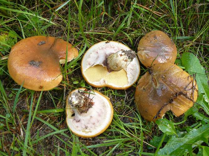 Suillus luteus