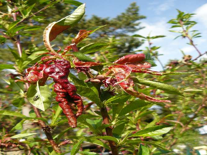 Taphrina deformans