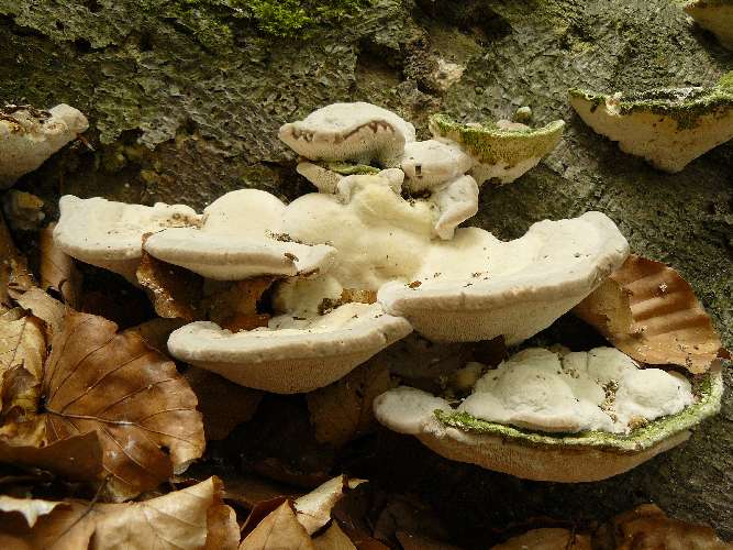 Trametes gibbosa