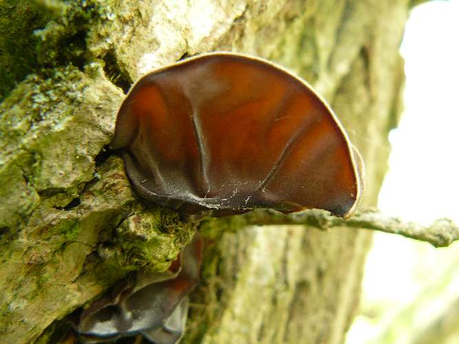 Auricularia auricula-judae